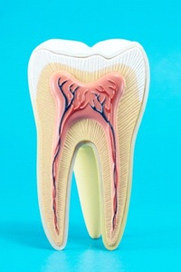 anatomy of a tooth